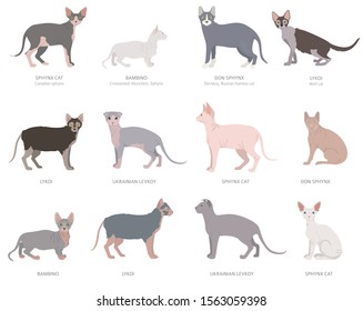 Hairless cats, sphynxs. Domestic cat breeds and hybrids collection isolated on white. Flat style set. Vector illustration