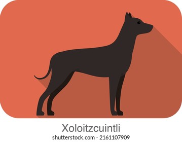 Hairless dog Xoloitzcuintli standing and watching, vector illustration