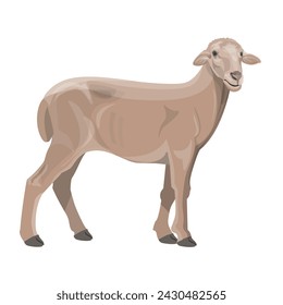 Hairless white sheep. Farm animal. Vector illustration isolated on a white background in a realistic style