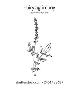  Hairy agrimony (Agrimonia pilosa), medicinal plant. Hand drawn botanical vector illustration