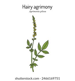 Hairy agrimony (Agrimonia pilosa), medicinal plant. Hand drawn botanical vector illustration