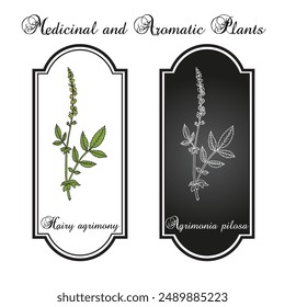 Hairy agrimony (Agrimonia pilosa), medicinal plant. Hand drawn vector illustration