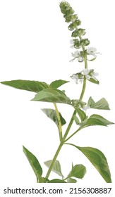 Hairy Basil flower and leaves on white background. (Scientific name Ocimum americanum)