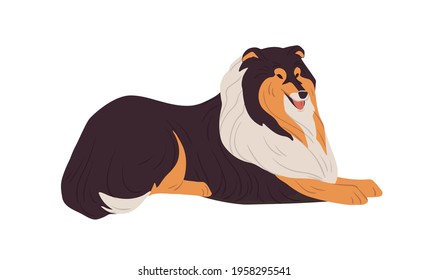 Hairy Collie dog resting. English doggy breed with long coat. Happy friendly purebred doggie. Colored flat vector illustration isolated on white background