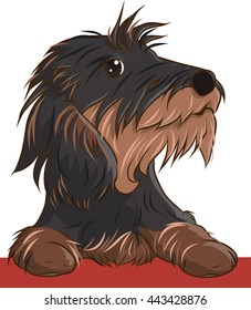 a hairy dog climbs on the table