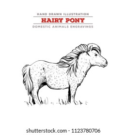 Hairy miniature pony - side view. Vector engraving illustration.