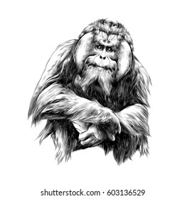 hairy orangutan in full growth sits on his haunches, graphics sketch vector black and white drawing