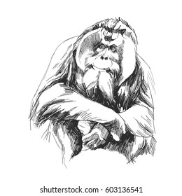 Orangutan Drawing Images Stock Photos Vectors Shutterstock