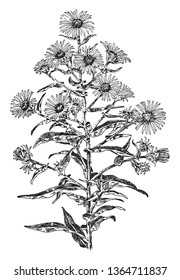 The hairy plant stem and, lobed shaped leaves with entire margins smooth. The flower heads are disc florets at the center, vintage line drawing or engraving illustration.