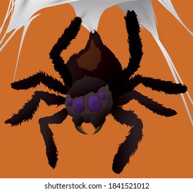 Hairy spider hanging from above of its cobweb awaiting its prey, over orange background.