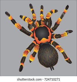 The hairy spider (vector)