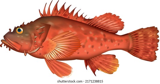 'Hairy stingfish' illustration. Vector EPS format.