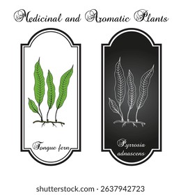 Hairy tongue fern (Pyrrosia adnascens), medicinal plant. Hand drawn botanical vector illustration