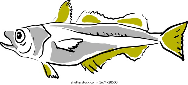 Hake drawing, illustration, vector on white background.