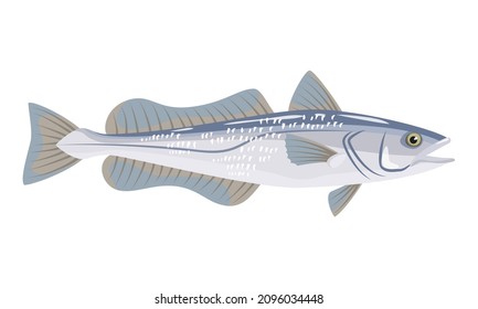 Hake Fish On White Background, Seafood. Vector Illustration.
