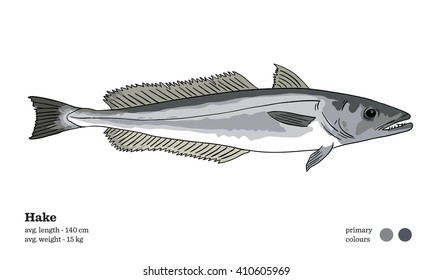 Hake Fish Vector Illustration