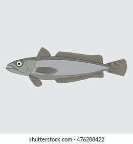 Hake Fish Vector Illustration,