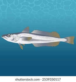 The Hake Fish Vector Image