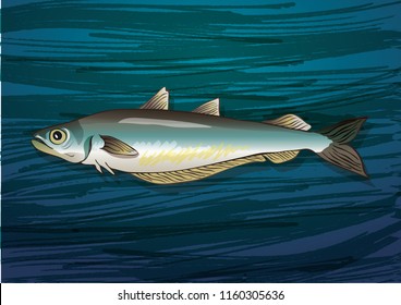 Hake Sea Fish