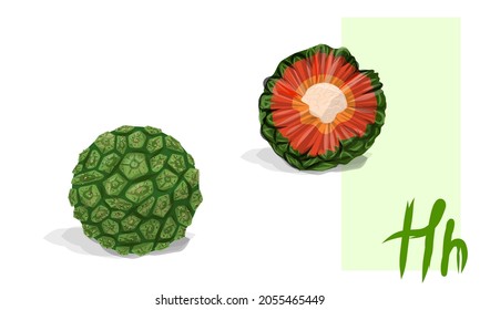 Fruta de Hala. Conjunto exótico. Arte vectorial aislado de frutas tropicales verdes y rojas. Ilustración realista 