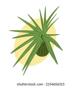 Hala fruit and leaves, pandanus ripe screw pine green exotic tropical fruit and plant vector illustration