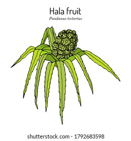 Frutos de Hala, Pandanus tectorius, plantas comestibles y medicinales. Ilustración de vector botánico dibujada a mano