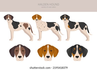 Halden hound clipart. Different poses, coat colors set.  Vector illustration