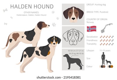 Halden hound clipart. Different poses, coat colors set.  Vector illustration
