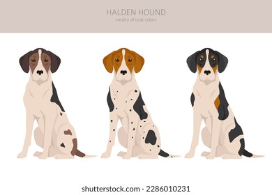 Halden hound clipart. Different poses, coat colors set.  Vector illustration