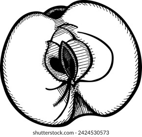 La mitad de la manzana, ilustración dibujada a mano vector. Bosquejo de fruta aislada sobre fondo blanco. Ilustración de grabado de boceto dibujado a mano de alimentos orgánicos grabados. Manzana blanca negra aislada sobre fondo blanco