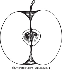 Halber Apfel, geschnitten, Vektorgrafik