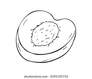 Half an apricot. Hand-drawn fruit Isolated illustration on white background. 