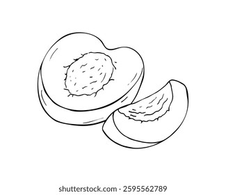 Half an apricot. Hand-drawn fruit Isolated illustration on white background. 