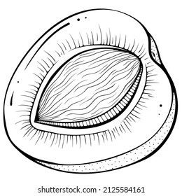 Half apricot with pit. Vector illustrations in hand drawn sketch doodle style. Line art fruit isolated on white. Element for coloring book, design, print.