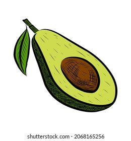 Die Hälfte einer Avocado-Frucht auf weißem Hintergrund. Vektorgrafik