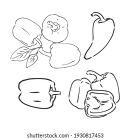 Half a bell pepper. Black and white vector illustration. Isolated on a white background.