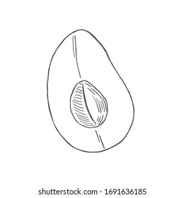 Half аvocado with a bone. Botanical illustrations in the engraving style. Collection of hand-drawn flowers and plants. Tropical plant. 