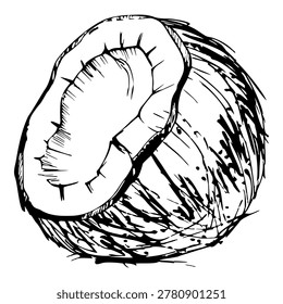Half broken coconut with white pulp, hairy textured exotic palm nut shell. Isolated vector illustration hand drawn in ink. Dessert topping charts, tiki bar, spa drink menus, tropical cooking guides.