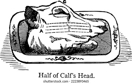 Half of Calf's Head - Nineteenth century Victorian illustration of beef