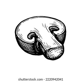 Half of champignon mushroom. Hand drawn ink sketch isolated on white.