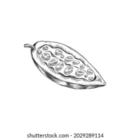 Half of chocolate cacao bean with seeds. Fruit of cocoa plant for cooking of nature sweet food. Vector isolated sketch illustration for packages, stickers or logo in engraving style