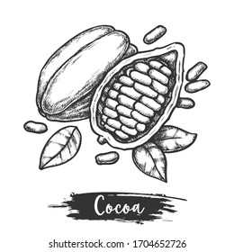 La mitad del grano de cacao o del boceto de bacalao en rodajas. Fruta tropical para chocolate y café. Diseño de ilustraciones vectoriales botánicas y biológicas. Feto monocromo, trazo de árbol con hojas. Cosecha y naturaleza
