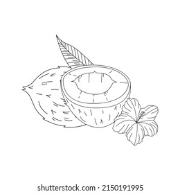 Half a coconut and a whole coconut in vintage style. Hand-drawn outline vector illustration.