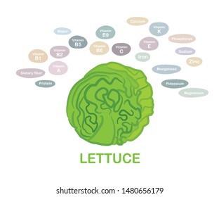 Half cut fresh Lettuce. Colorful drawing vectors of vegetable in simple line style, using plain colors, llustrates with nutrition contents on a white background