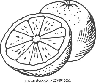 Half cutted citrus engraving. Juicy orange drawing