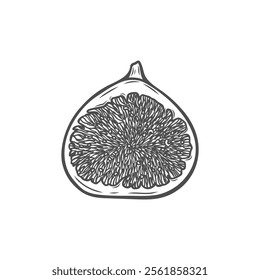 Half of a fig fruit is hand drawn. Sketch drawing of a fig. Half a fig with juicy flesh and seeds. Can be used for menus, packaging, restaurants.