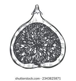 Half a fig. Vector illustration in engraving style, sketch on a white background. Hand drawn exotic fruit. Can be used as a design element for markets, menus, packaging. Vintage botanical illustration