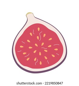 Half of figs. Slice of ripe tropical fruit. Hand-drawn colored flat vector illustration isolated on white background.