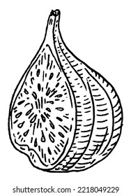 Half fresh fig. Vector black vintage engraving illustration. Isolated on white background. Hand drawn design element for label
