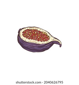 Half of fresh ripe fig fruit sketch vector illustration isolated on white background. Organic healthy vegetarian fig food and natural sweetener in engraving style.